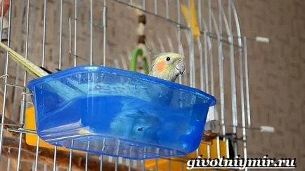 papagáj cockatiel