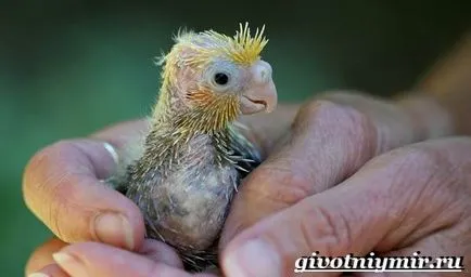 papagáj cockatiel