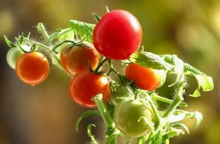 Tomate „balcon miracol“ casa în creștere