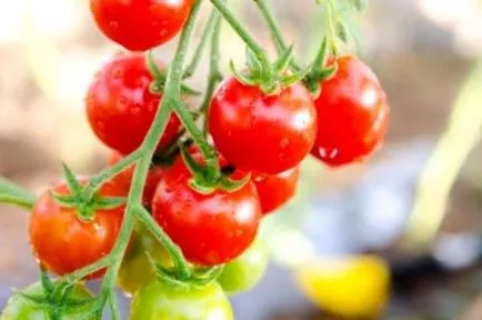 Tomate „balcon miracol“ casa în creștere