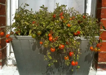 Tomate pe creștere pas balcon cu pas, cum să se uite, pentru a poleniza, ce să se hrănească, cele mai bune note,