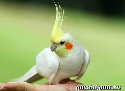 papagáj cockatiel