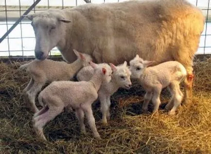 Rasa de oi „Landrace finlandeză“ rasa de oi