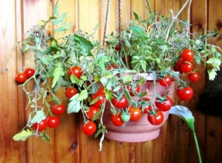 Tomate „balcon miracol“ casa în creștere