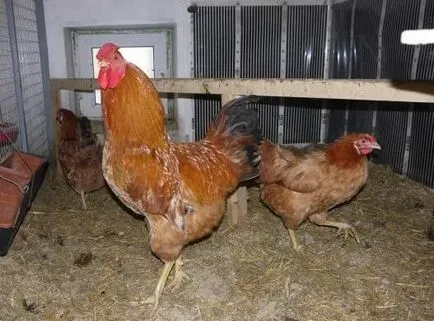 Poltava fajta csirkék - egy leírást a tartalmat, fotók és videók
