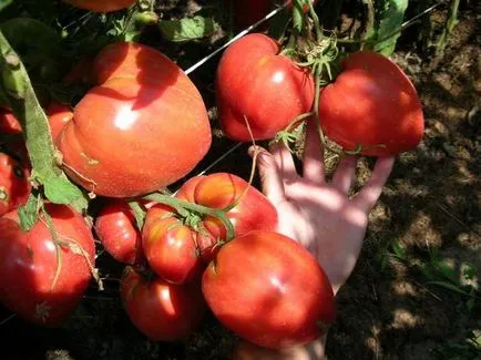 Rosiile sunt cele mai bune soiuri de mari în aer liber