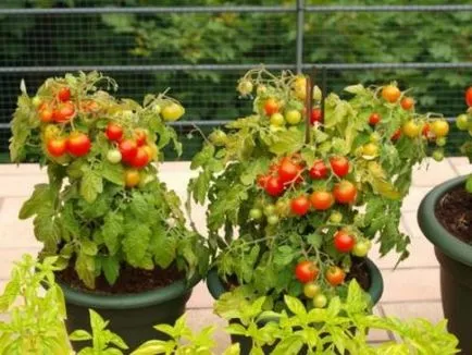 Tomate „balcon miracol“ casa în creștere