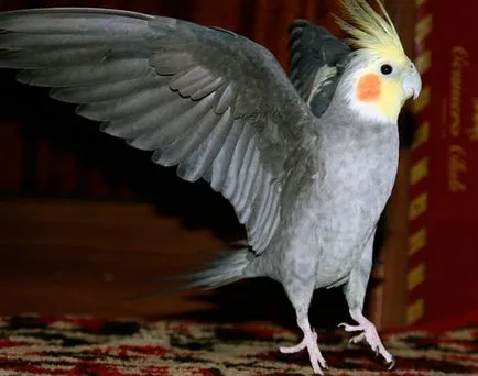 Parrot cockatiel - fotó, leírás, tartalom, vásárlás, vélemény