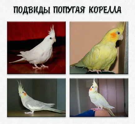 Parrot cockatiel - fotó, leírás, tartalom, vásárlás, vélemény