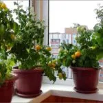 rădăcini de plantare de tomate în sus