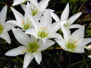 Засаждането, пресаждането и грижи у дома в продължение на цветни zephyranthes