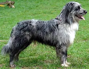 Portugheză câine de apă (Kan Di Agua)