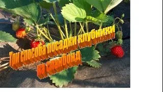 Plantarea căpșuni pe o spanbond