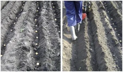 Засаждане на картофи мотор-блок под плуга и картофи