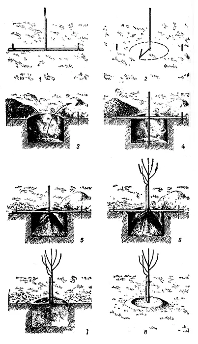 Plantarea de pomi fructiferi in toamna