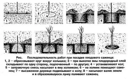 Кацане яма под ябълката