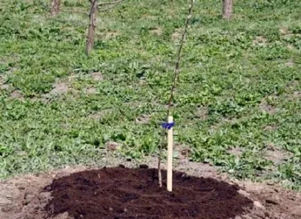 Plantarea de pomi fructiferi in toamna