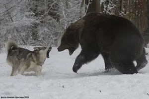 Corectă husky pritravka husky cu privire la modul pritravit - Ursul