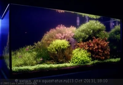Политика за аквариумни растения