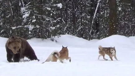 Megfelelő pritravka husky husky hogyan pritravit - Bear