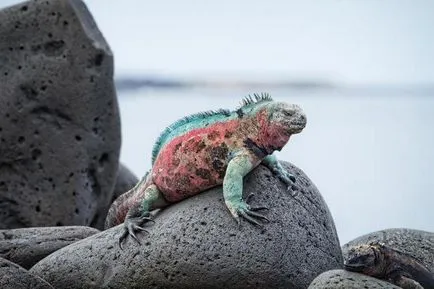 A vizsgálat tárgyától Általános biológia egy sor folyamatokban rejlik a jelenség az élet