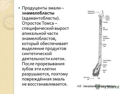 Представяне на Лекция 2 Тема анатомията и физиологията на устната кухина