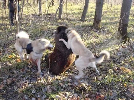 Corectă husky pritravka husky cu privire la modul pritravit - Ursul