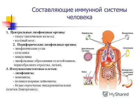 Előadás az emberi immunrendszer Gorski Svetlana Vladimirovna vont