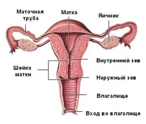 Причините за кървене след обгаряне на шийката на матката ерозия