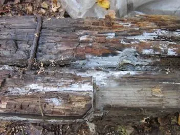 Motivele pentru distrugerea lemnului casa din lemn