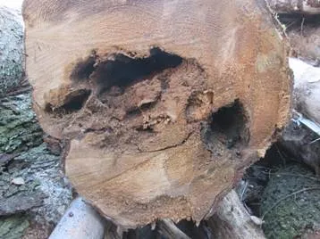 Az okok a pusztítás a faház fa