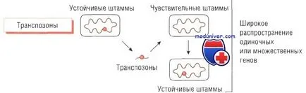 Okai antibiotikum rezisztencia