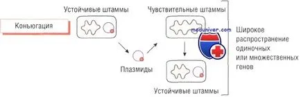 Okai antibiotikum rezisztencia