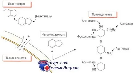 Okai antibiotikum rezisztencia