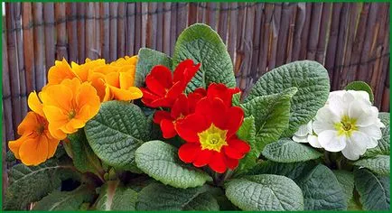 Primrose отглеждане и грижи в къщи