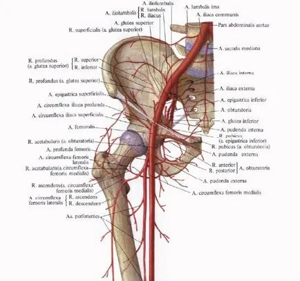 Simptome și prim ajutor pentru sângerare arterială