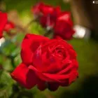 Végezze el a rituális a rózsa, hogy megszabaduljon a magány egyszer és mindenkorra