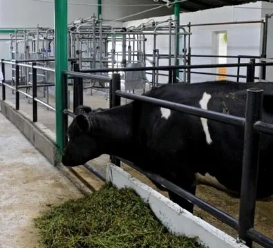 Proiecte standard de mini-ferme pentru vite cu 50, 100 și 200 de animale