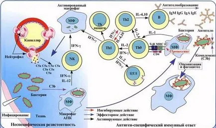 Antibacteriene, antivirale, antifungice, antiprotozoică si anti-tumorale