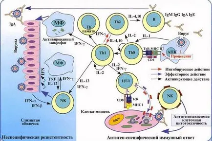 Antibacteriene, antivirale, antifungice, antiprotozoică si anti-tumorale