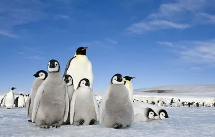 Cinci mistere mai enigmatice din Antarctica