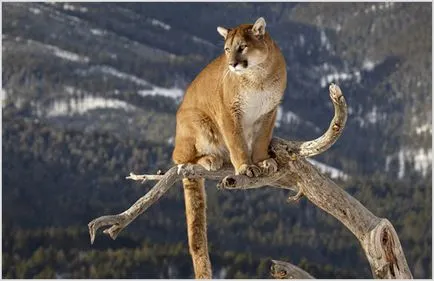 Puma (puma, hegyi oroszlán), fotók, videók, ár, leírás állati