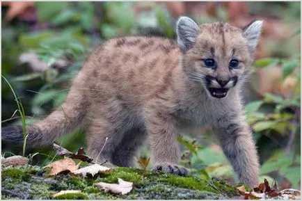 Puma (puma, hegyi oroszlán), fotók, videók, ár, leírás állati