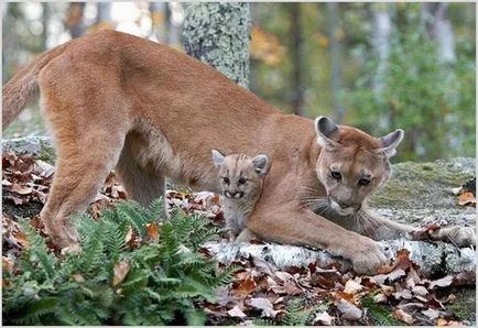 Puma (пума, планински лъв), снимки, видео, цена, описание на животните