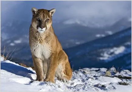 Puma (Cougar, leu de munte), fotografii, clipuri video, preț, descrierea animalelor