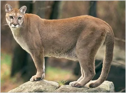 Puma (puma, hegyi oroszlán), fotók, videók, ár, leírás állati