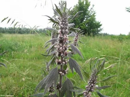 punctul forte Motherwort in timpul sarcinii, tablete, tinctura