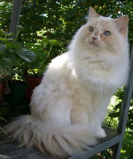 Парцалан котка - котка описание порода и природата