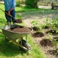 Cum să se înmoaie semințele de castraveți și de pregătire înainte de plantare și cum să nuzhnoli