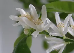 Calamondin de îngrijire la domiciliu pentru citrice